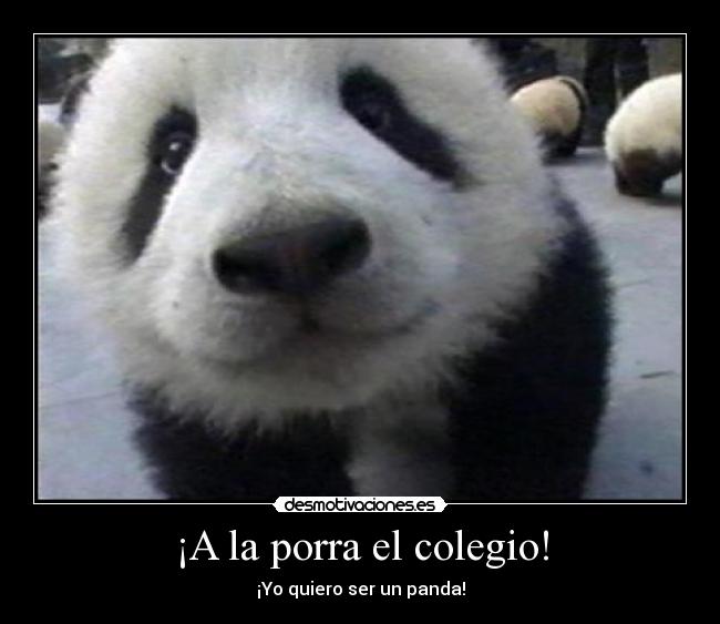 ¡A la porra el colegio! - ¡Yo quiero ser un panda!