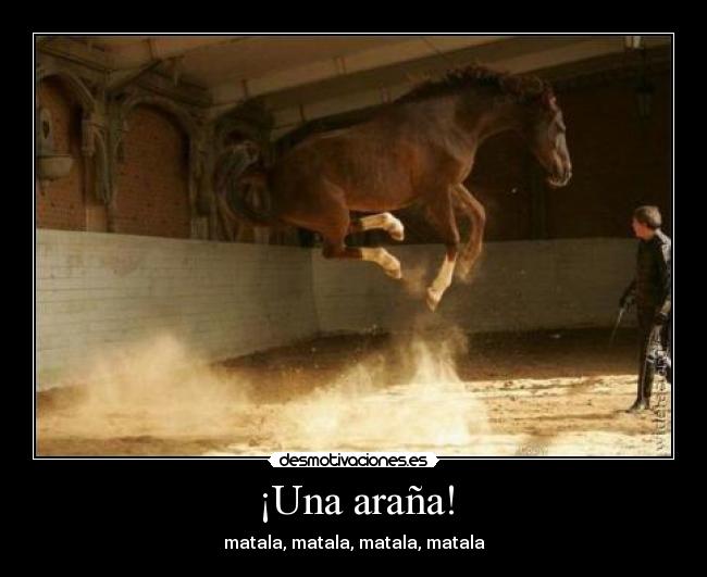 ¡Una araña! - matala, matala, matala, matala