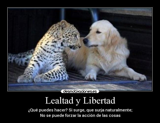 carteles libertad lealtad libertad felicidad conocimiento sabiduria paz plenitud amor amistad carino desmotivaciones