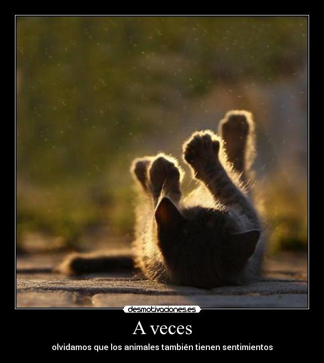 A veces - olvidamos que los animales también tienen sentimientos