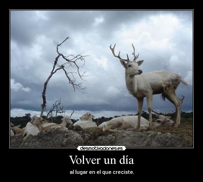 Volver un día -