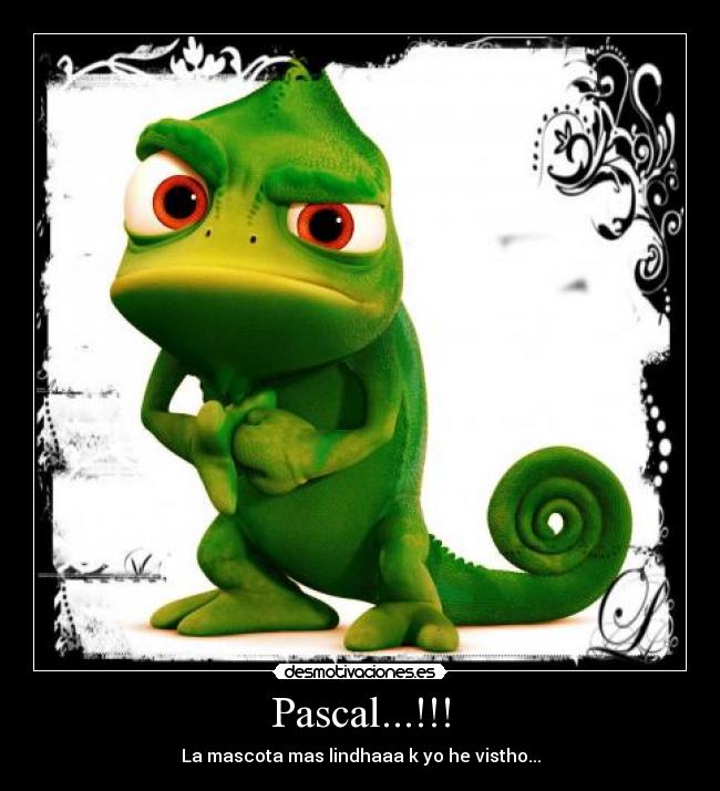Pascal...!!! - La mascota mas lindhaaa k yo he vistho...