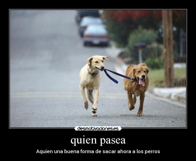 quien pasea - Aquien una buena forma de sacar ahora a los perros