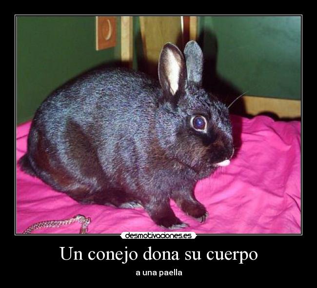 Un conejo dona su cuerpo - a una paella