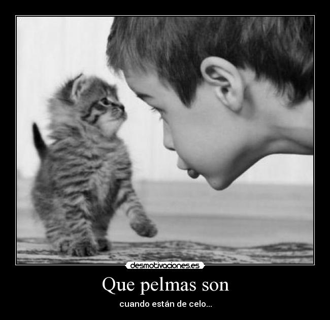 carteles elclanviral que pelmas son cuando estan celo gatos desmotivaciones