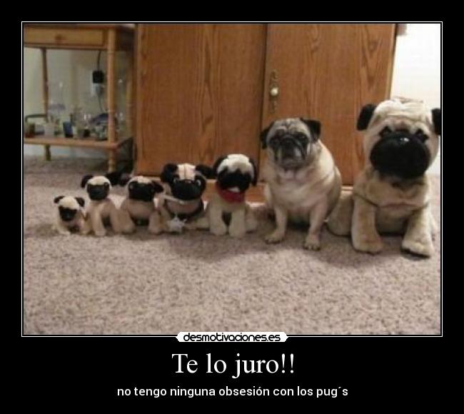 Te lo juro!! - no tengo ninguna obsesión con los pug´s