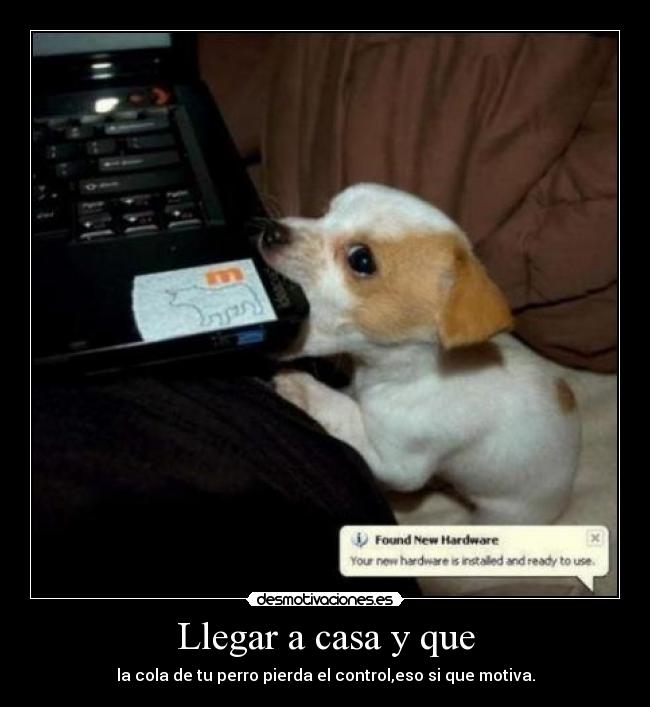 carteles casa perro motiva casa desmotivaciones