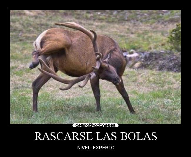 RASCARSE LAS BOLAS - NIVEL: EXPERTO