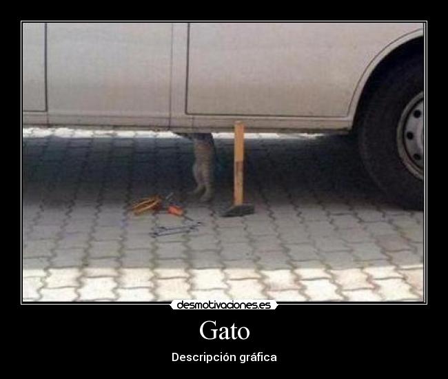 Gato - 