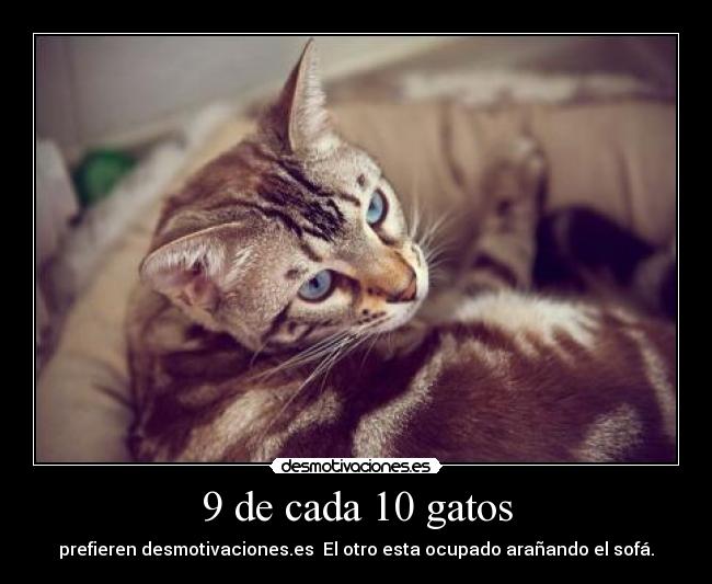 9 de cada 10 gatos - prefieren desmotivaciones.es  El otro esta ocupado arañando el sofá.