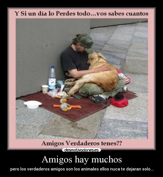 Amigos hay muchos - pero los verdaderos amigos son los animales ellos nuca te dejaran solo...