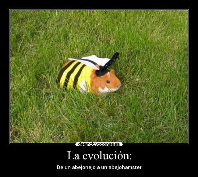 La evolución: - De un abejonejo a un abejohamster