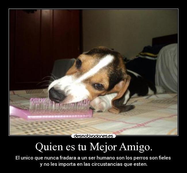 Quien es tu Mejor Amigo. - El unico que nunca fradara a un ser humano son los perros son fieles
y no les importa en las circustancias que esten.