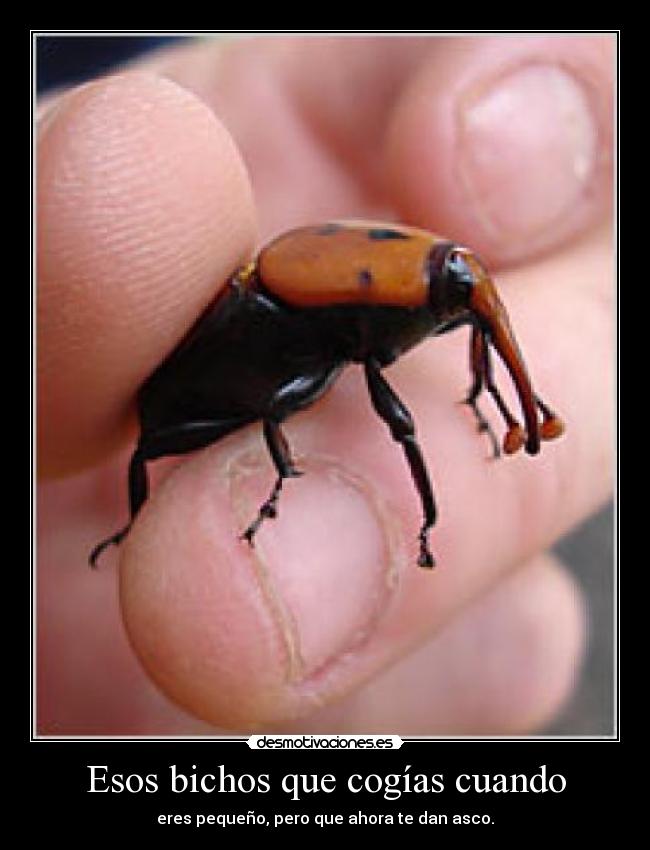 Esos bichos que cogías cuando - eres pequeño, pero que ahora te dan asco.