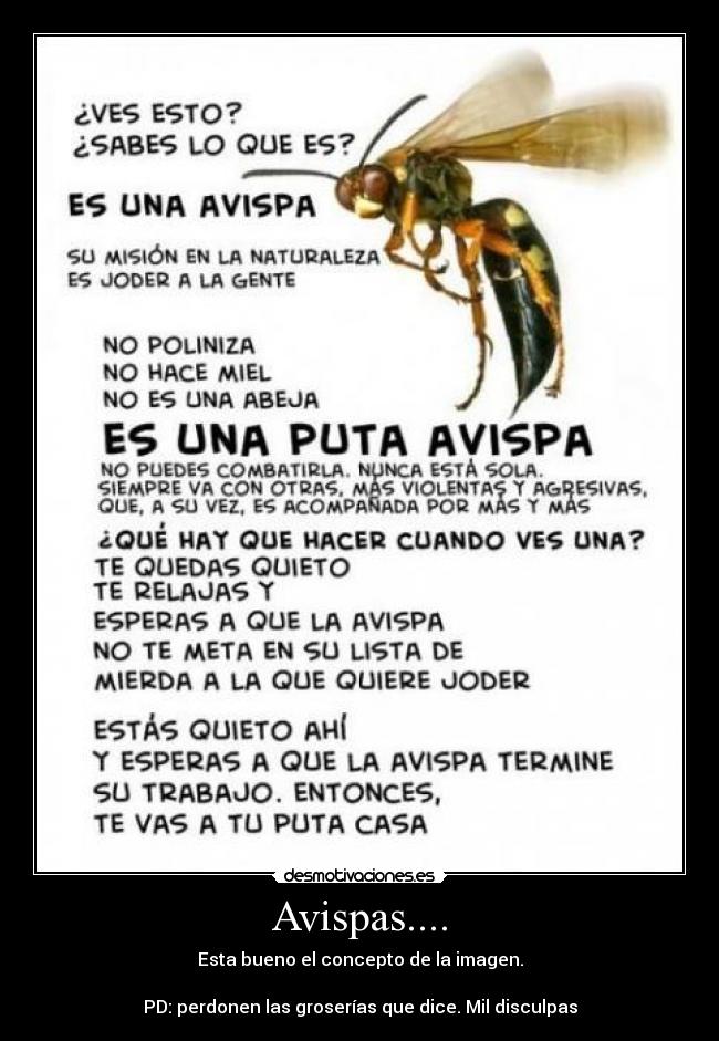 Avispas.... -