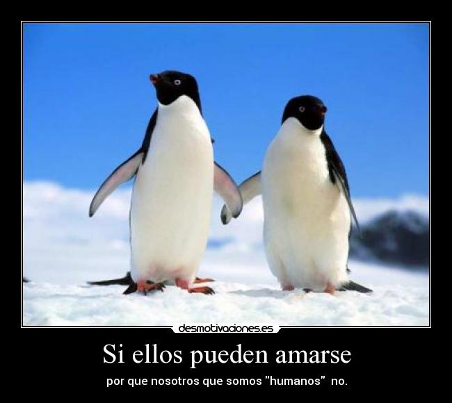 Si ellos pueden amarse -