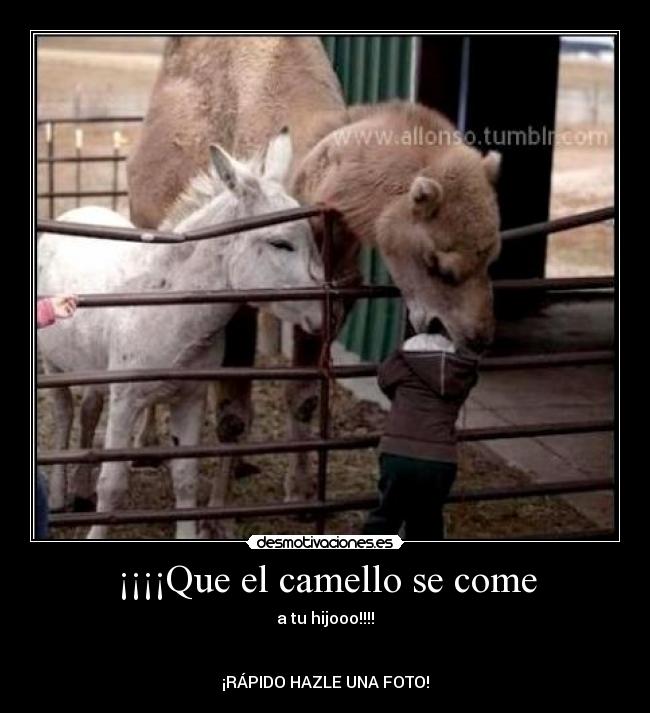 carteles camellos hambrientos megaglt desmotivaciones