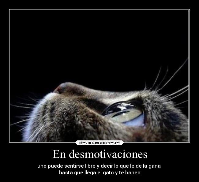 En desmotivaciones - uno puede sentirse libre y decir lo que le de la gana
hasta que llega el gato y te banea