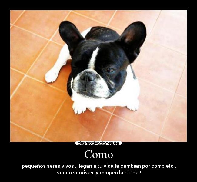 Como - pequeños seres vivos , llegan a tu vida la cambian por completo ,
sacan sonrisas  y rompen la rutina !