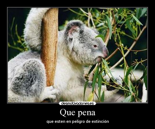 Que pena - que esten en peligro de extinción