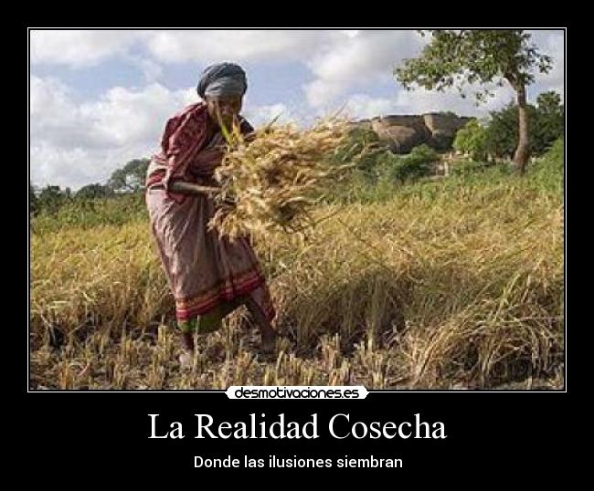 La Realidad Cosecha - 