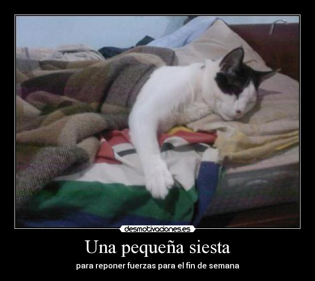 Una pequeña siesta - para reponer fuerzas para el fin de semana