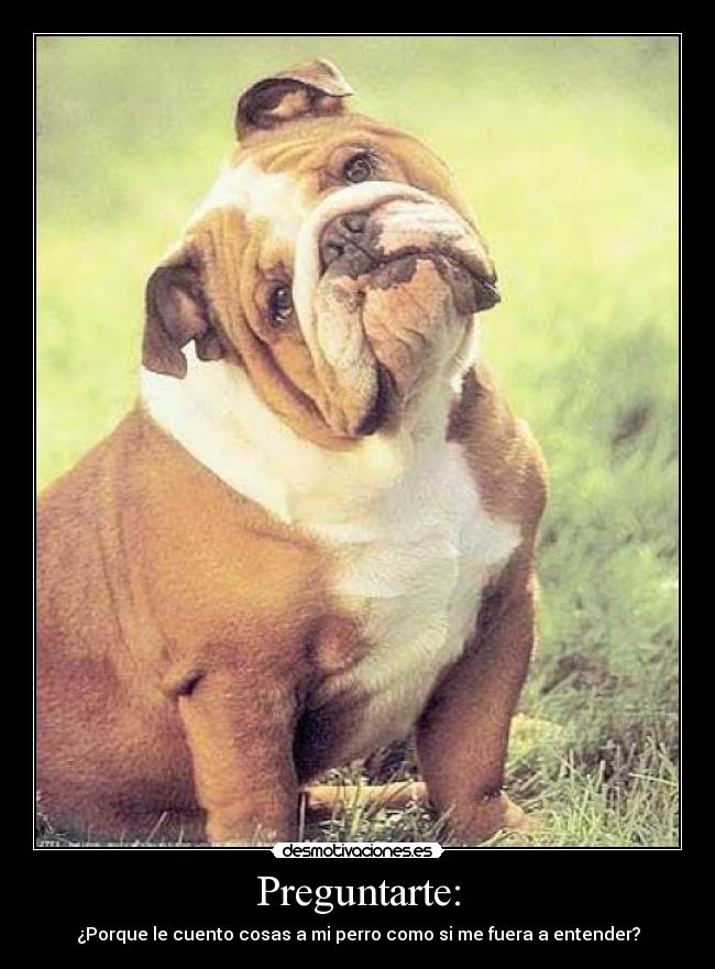 Preguntarte: - ¿Porque le cuento cosas a mi perro como si me fuera a entender?