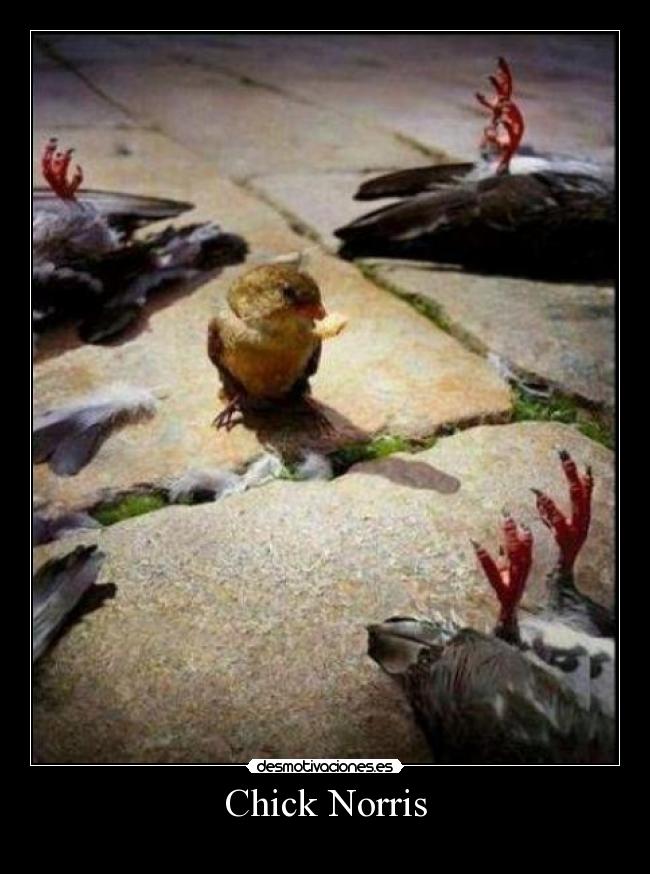 Chick Norris -