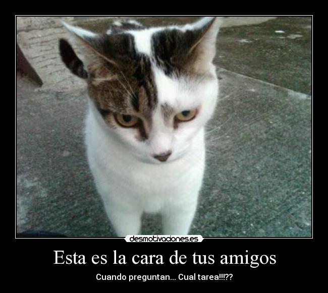 Esta es la cara de tus amigos -