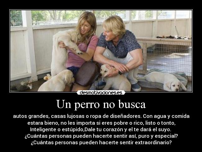 Un perro no busca - autos grandes, casas lujosas o ropa de diseñadores. Con agua y comida
estara bieno, no les importa si eres pobre o rico, listo o tonto,
Inteligente o estúpido,Dale tu corazón y el te dará el suyo. 
¿Cuántas personas pueden hacerte sentir así, puro y especial?
¿Cuántas personas pueden hacerte sentir extraordinario?