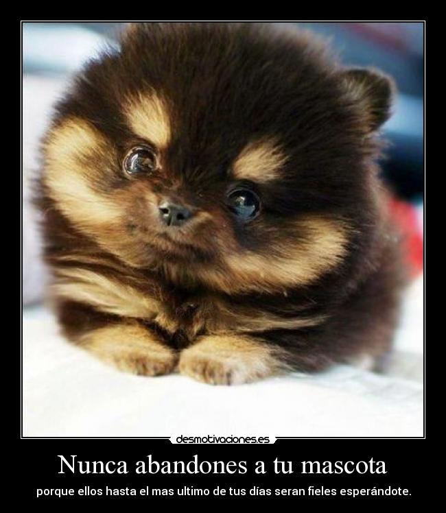 Nunca abandones a tu mascota - porque ellos hasta el mas ultimo de tus días seran fieles esperándote.