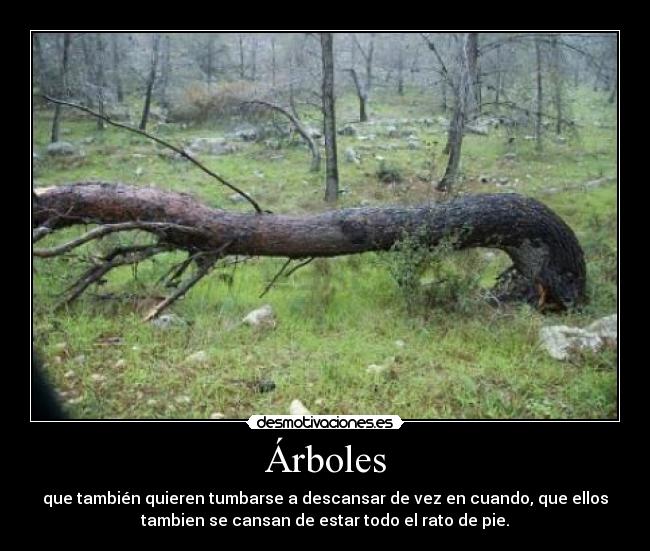 Árboles - que también quieren tumbarse a descansar de vez en cuando, que ellos
tambien se cansan de estar todo el rato de pie.