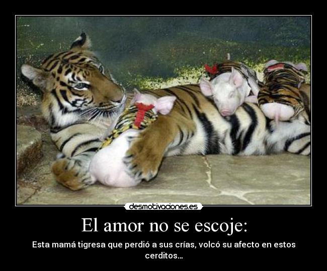 El amor no se escoje: - Esta mamá tigresa que perdió a sus crías, volcó su afecto en estos cerditos…