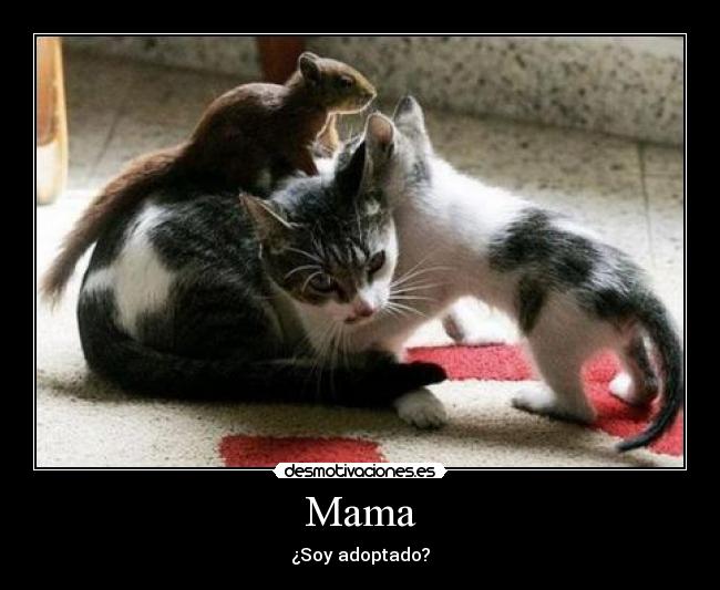 carteles gatos ardillas desmotivaciones