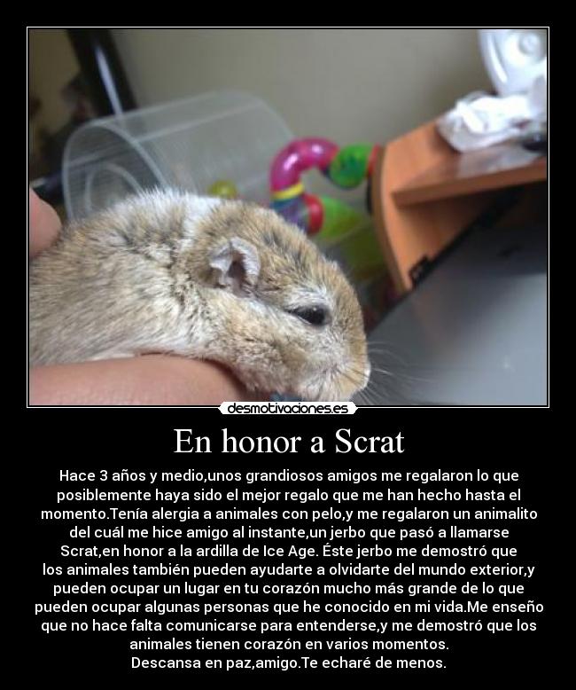 En honor a Scrat - Hace 3 años y medio,unos grandiosos amigos me regalaron lo que
posiblemente haya sido el mejor regalo que me han hecho hasta el
momento.Tenía alergia a animales con pelo,y me regalaron un animalito
del cuál me hice amigo al instante,un jerbo que pasó a llamarse
Scrat,en honor a la ardilla de Ice Age. Éste jerbo me demostró que
los animales también pueden ayudarte a olvidarte del mundo exterior,y
pueden ocupar un lugar en tu corazón mucho más grande de lo que
pueden ocupar algunas personas que he conocido en mi vida.Me enseño
que no hace falta comunicarse para entenderse,y me demostró que los
animales tienen corazón en varios momentos.
Descansa en paz,amigo.Te echaré de menos.