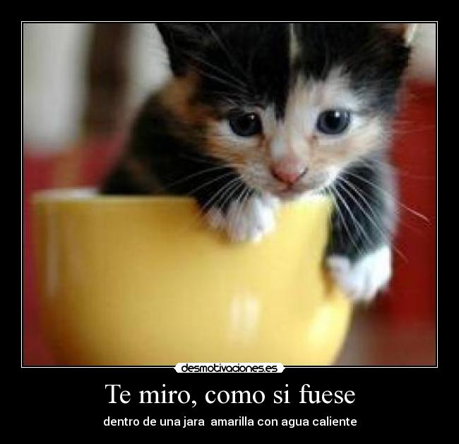 Te miro, como si fuese - dentro de una jara  amarilla con agua caliente