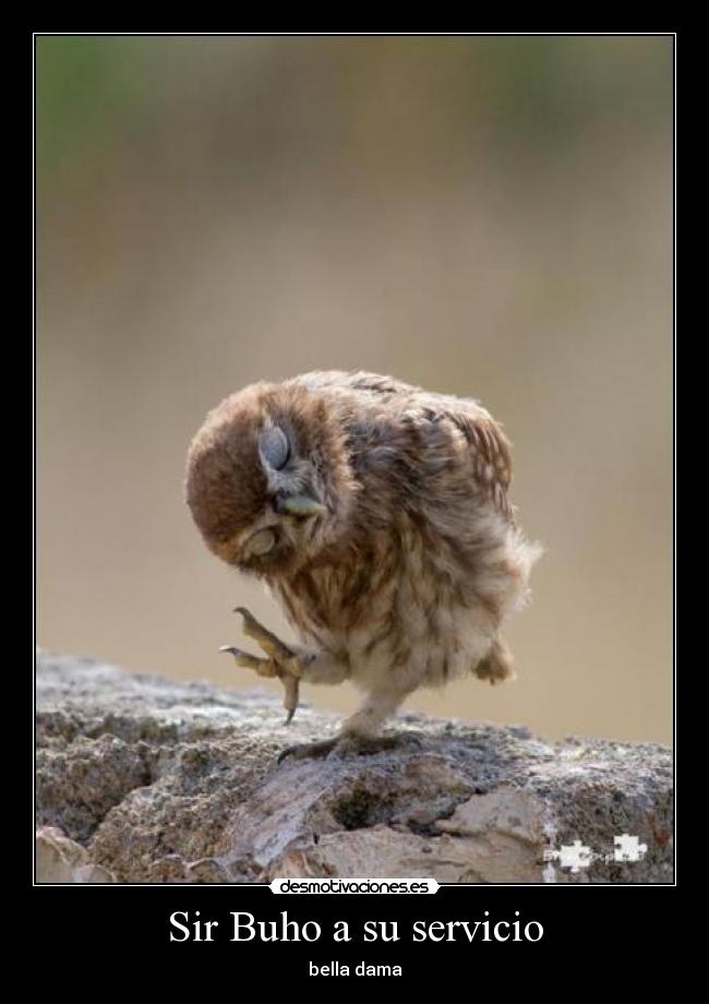 Sir Buho a su servicio - 