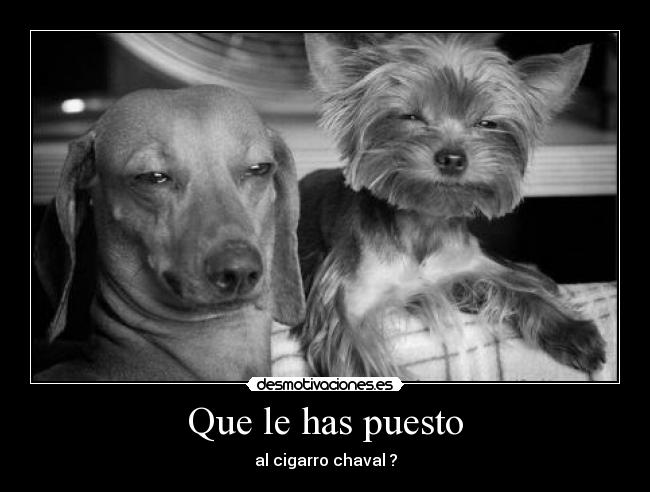 Que le has puesto - al cigarro chaval ?
