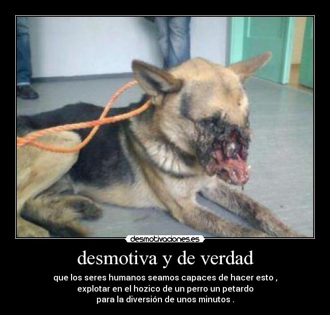 desmotiva y de verdad - que los seres humanos seamos capaces de hacer esto ,
explotar en el hozico de un perro un petardo
para la diversión de unos minutos .