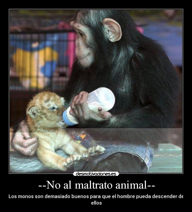 --No al maltrato animal-- - Los monos son demasiado buenos para que el hombre pueda descender de ellos
