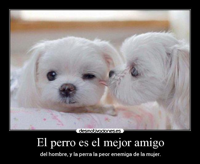 El perro es el mejor amigo - del hombre, y la perra la peor enemiga de la mujer.