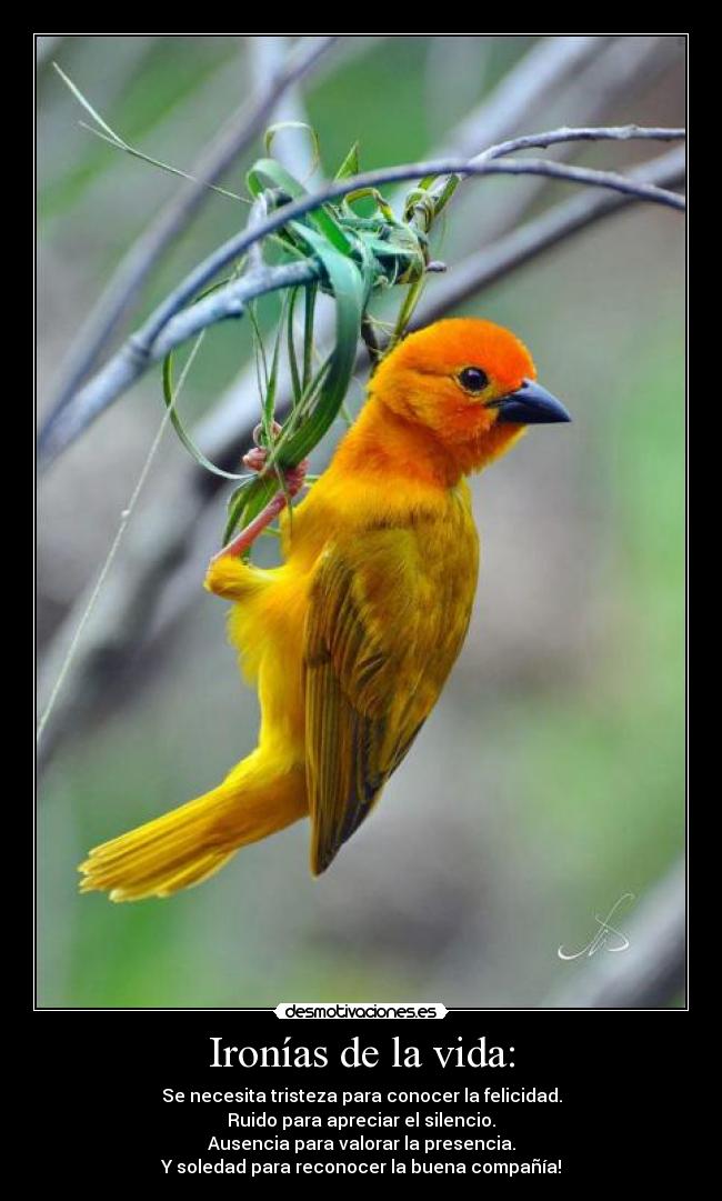 Ironías de la vida: - Se necesita tristeza para conocer la felicidad.
Ruido para apreciar el silencio.
Ausencia para valorar la presencia.
Y soledad para reconocer la buena compañía!