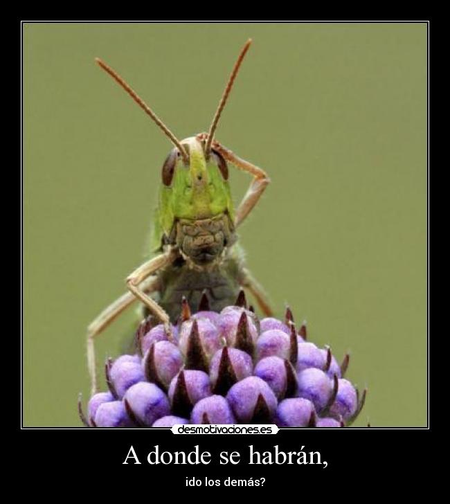 A donde se habrán, - ido los demás?