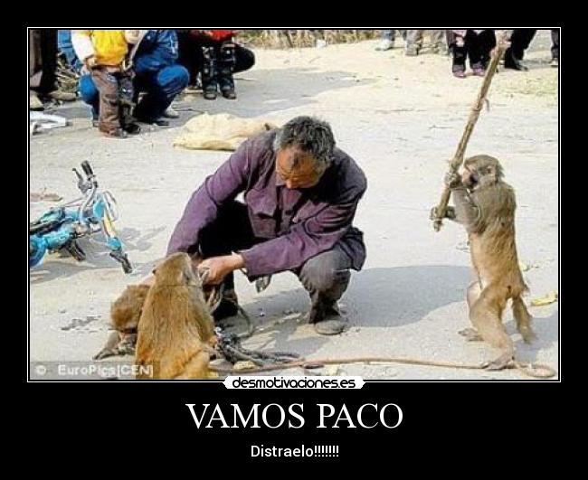 VAMOS PACO - Distraelo!!!!!!!