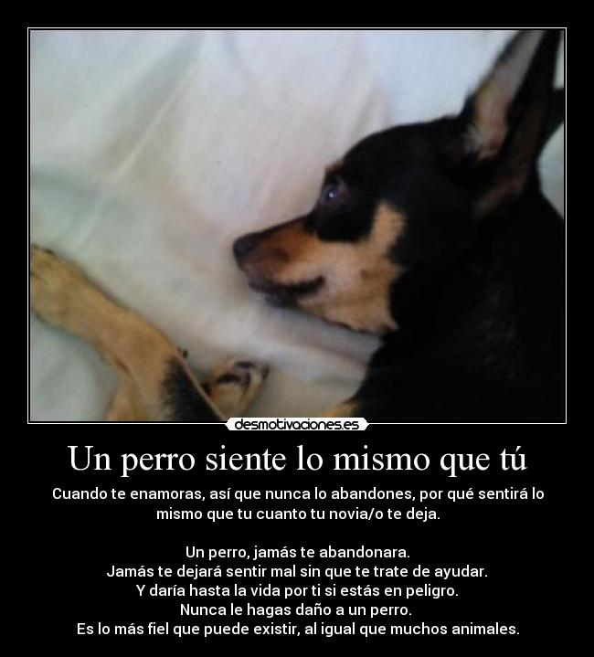 Un perro siente lo mismo que tú -