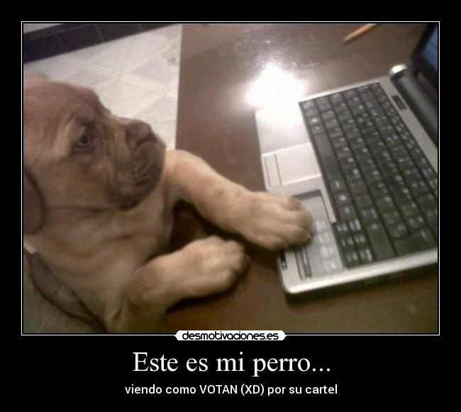 Este es mi perro... - 