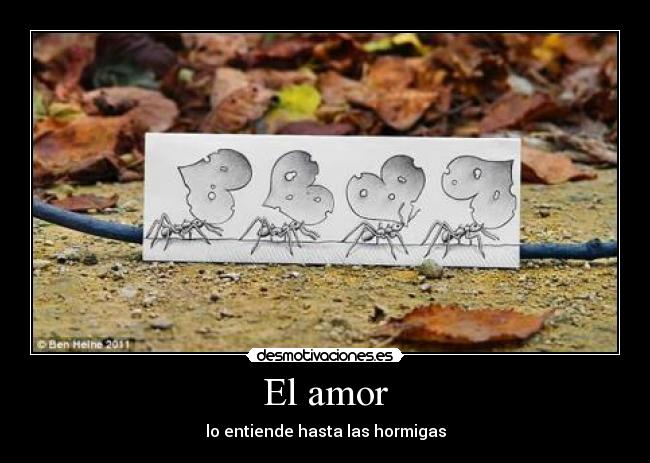 El amor - lo entiende hasta las hormigas