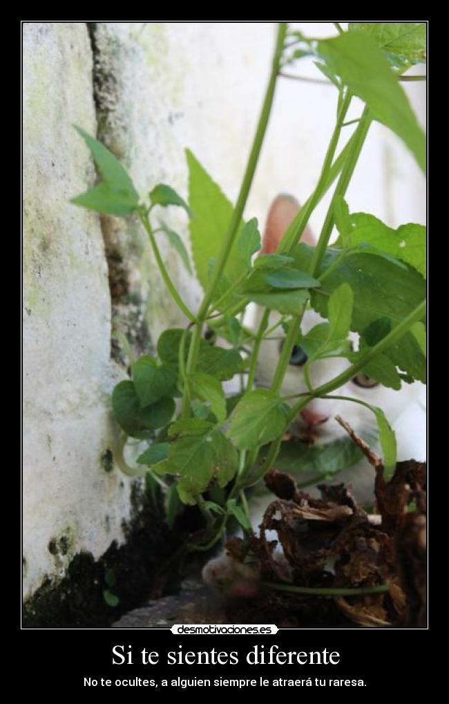 Si te sientes diferente -