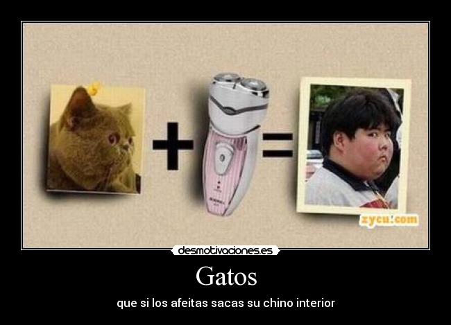 Gatos - 