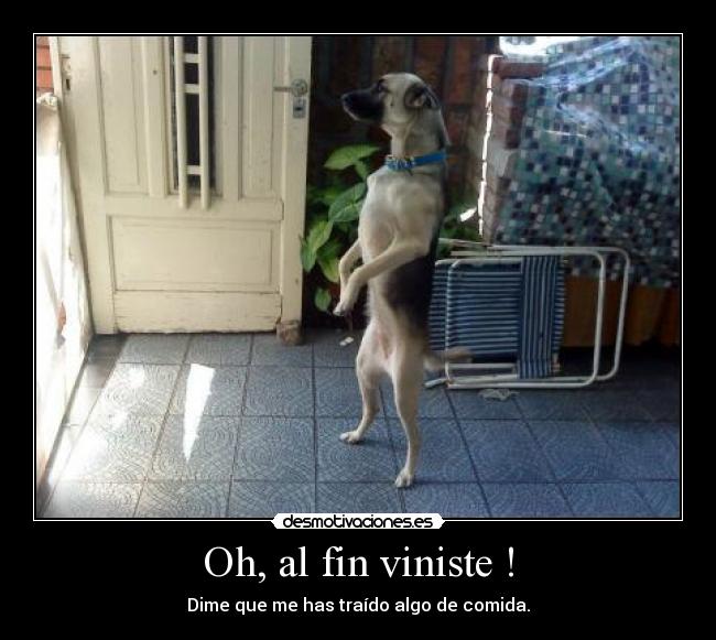 Oh, al fin viniste ! - 